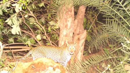 Leopard migration