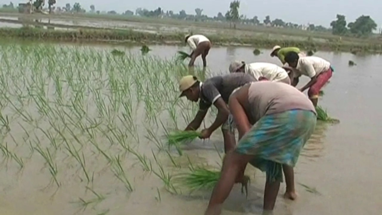 Why has the demand for Pakistani Basmati rice increased in the world and why is India Basmati rice lagging behind in terms of exports