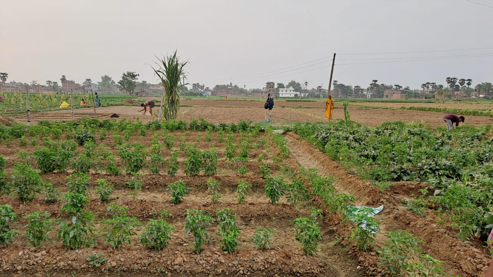 Chilli Cultivation In Khanjahanpur