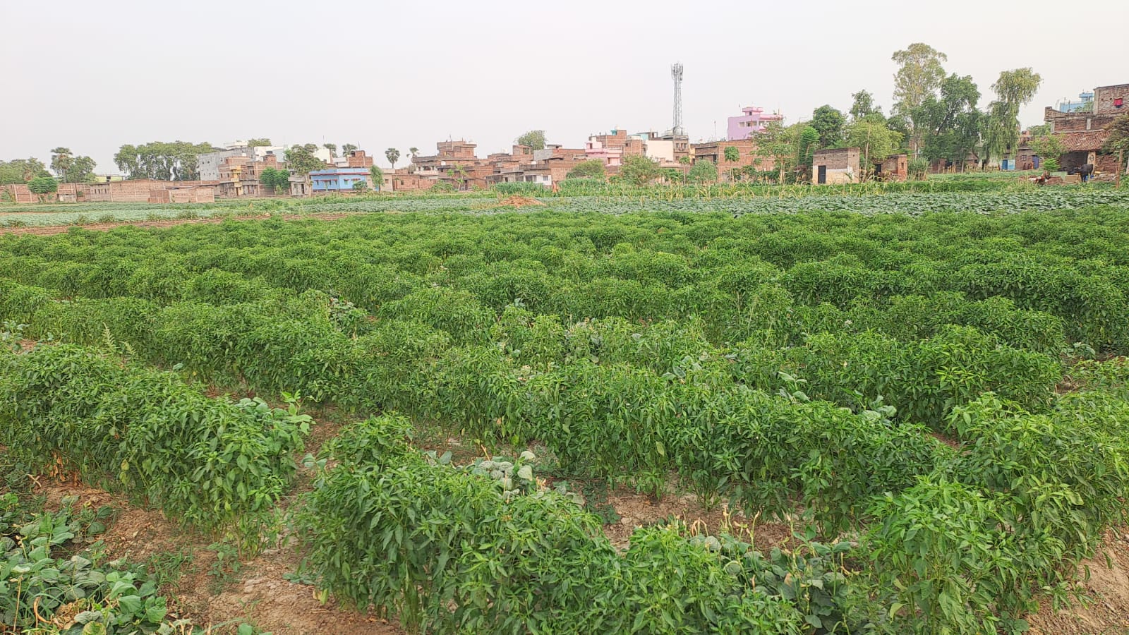 Chilli Cultivation In Khanjahanpur