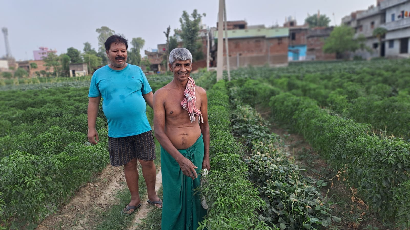 Chilli Cultivation In Khanjahanpur