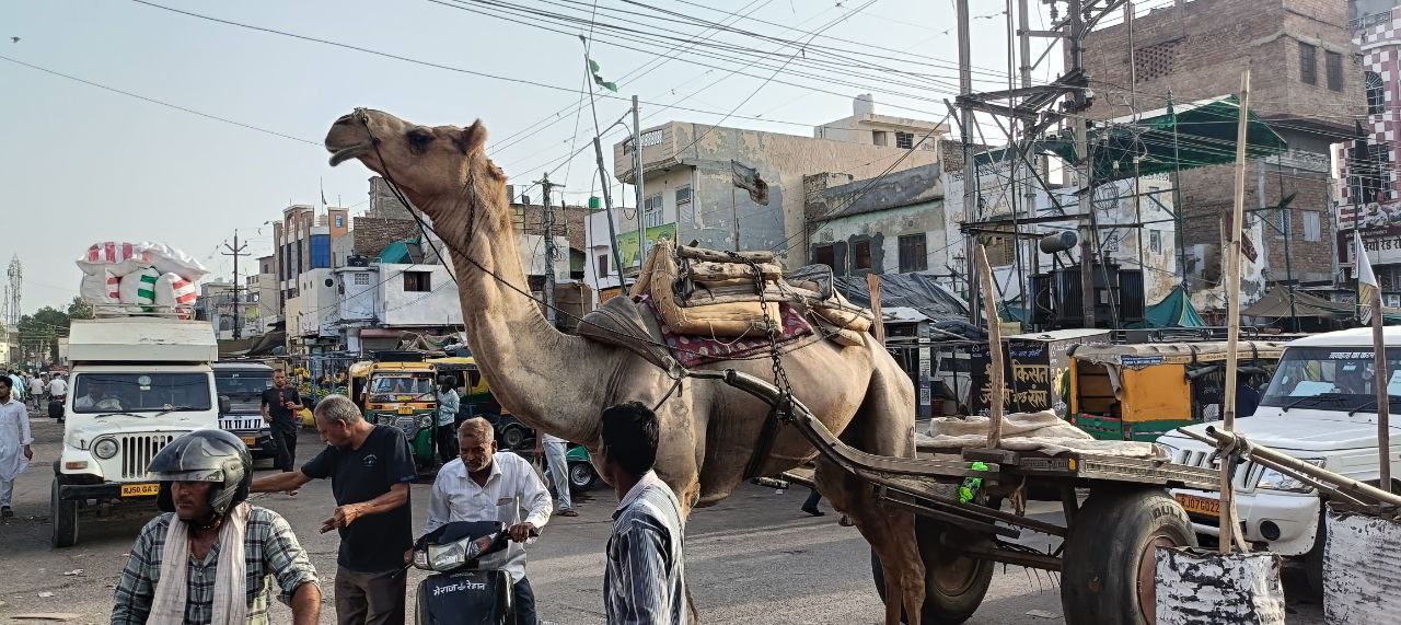 આજે છે વિશ્વ ઊંટ દિવસ