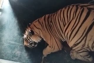 SEONI TIGER RESCUED