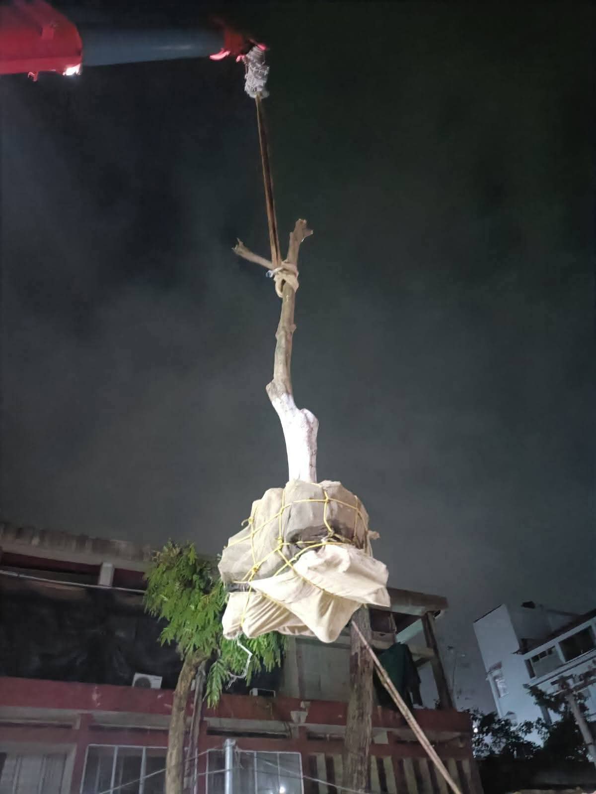 Transfer of hundred year old trees to Lachit Ghat