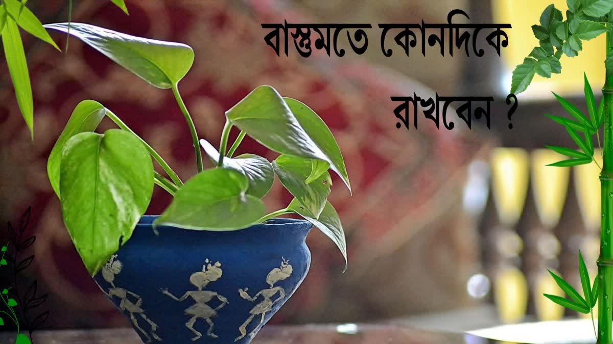 Money Plant For Vastu Tips News