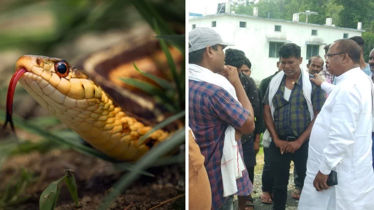Farmer Dies Of Snake Bite