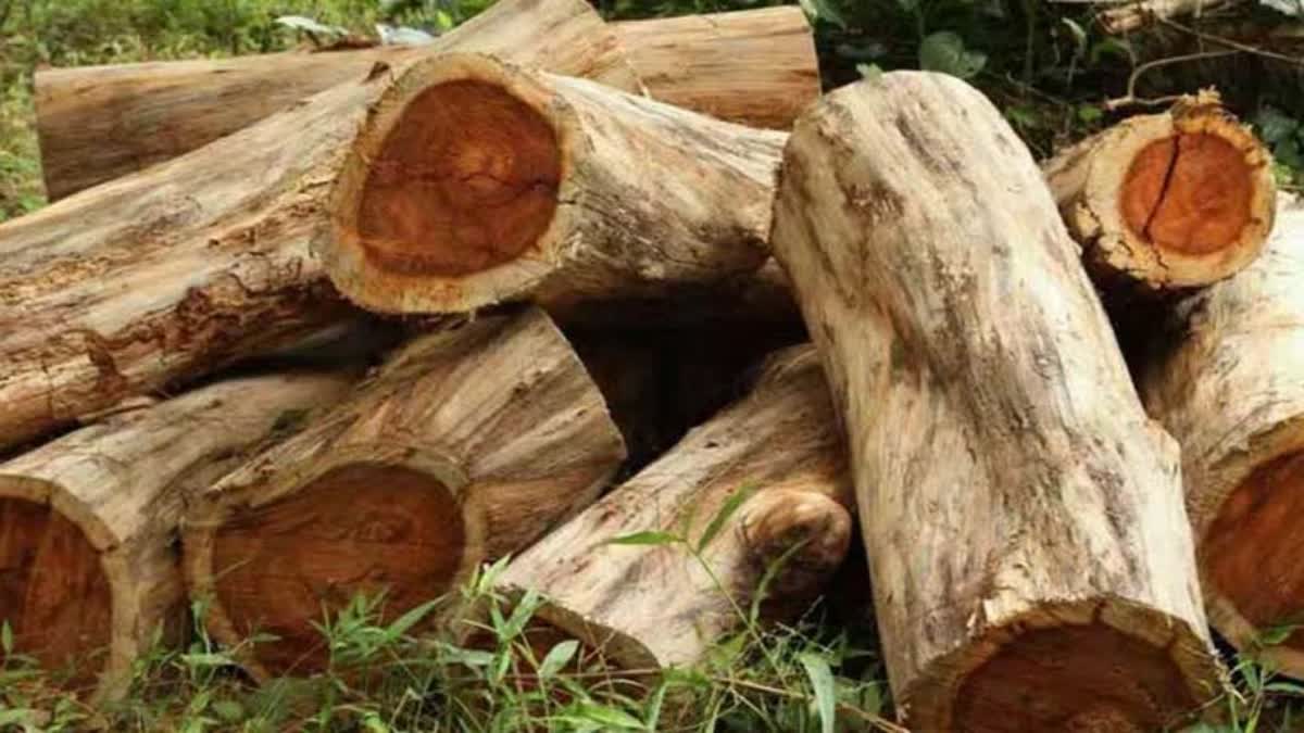 മുട്ടിൽ മരം മോഷണ കേസ്  muttil tree theft case  muttil tree felling case  muttil tree dna report  muttil case  മുട്ടില്‍ മരം മുറി  മരങ്ങളുടെ ഡിഎന്‍എ ഫലം  മുട്ടില്‍ മരം മുറി കുറ്റപത്രം