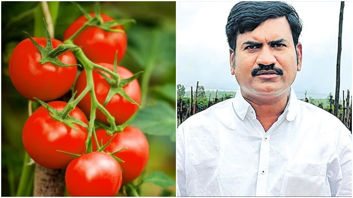 telengana  one crore  one crore in one month  tomato  selling tomato  tomato price hike  mahipal reddy  തക്കാളി  ഒരു മാസം കൊണ്ട് ഒരു കോടി  കോടീശ്വരനായ കര്‍ഷകന്‍റെ കഥ  കൃഷിരീതി  മഹിപാല്‍ റെഡ്ഡി