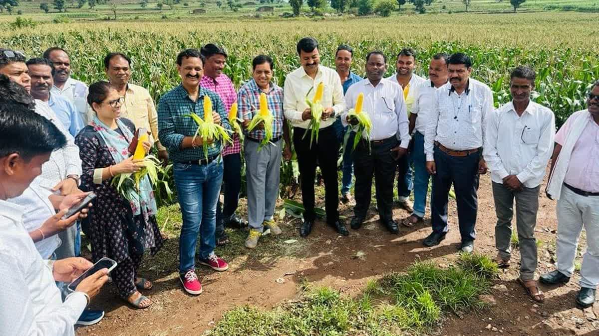 Sweet corn farmers in Chhindwara