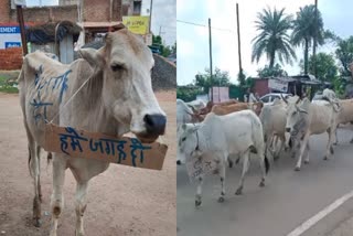 parade of stray cattle by hanging placards