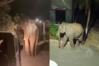 elephant