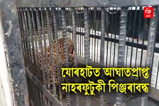 Injured Leopard Caged at Chenijan in Jorhat