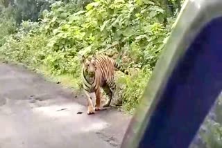 Tiger On Murza Pardi Road