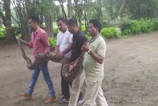 Python found in Ujjain