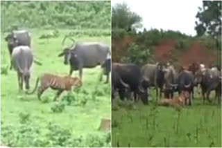 "We have learnt that unity is a great strength. This quote was recently proved right by a herd of buffaloes in Maharashtra. Usually, "Tigers attack and kill livestock, but this is a rare incident where the buffaloes attacked the tiger and killed it. According to the Maharashtra Forest Department officials, a tiger is on the prowl in the vicinity of Mool Taluk of Chandrapur district in Maharashtra for some time now and it is reportedly terrorising the locals. On Thursday morning, a tiger tried to attack a cowherd in the vicinity of Esgaon village in Mool taluka. As he turned back with the axe in his hand, it escaped from there.