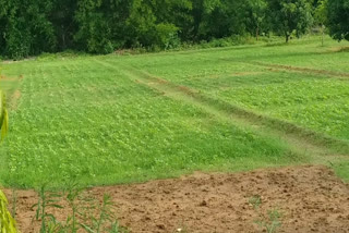 crisis on paddy crop in surguja