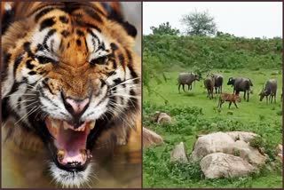 Tiger Killed by Buffaloes