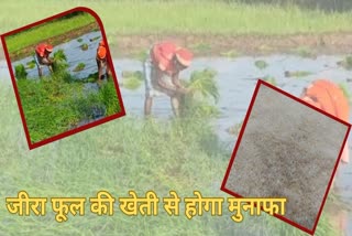 jeeraphool paddy cultivation