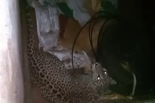 the-leopard-was-hiding-in-the-pump-house-in-tumkur