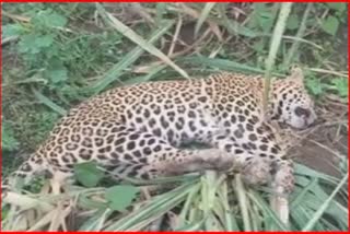 leopard was Found Dead In Farm