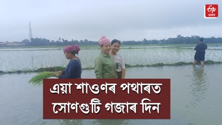 farmers busy in paddy fields