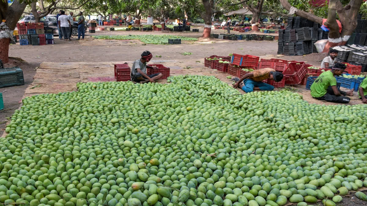 MANGO  FRUITS  MANGO FESTIVAL  ALPHONSO MANGOES