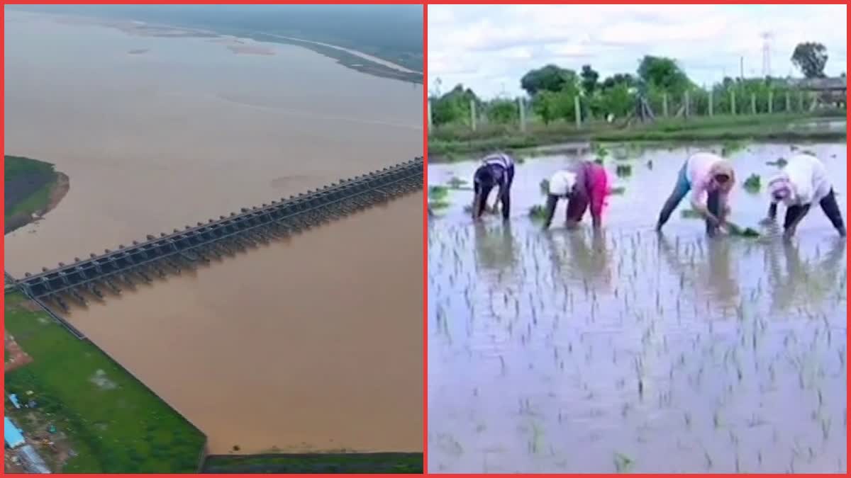 Rainy Season Crops In Telangana