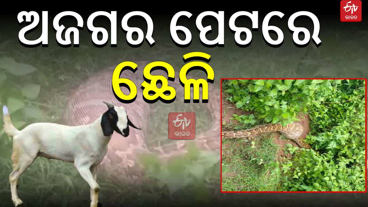 ଛେଳି ଗିଳି ଦେଲା 12 ଫୁଟିଆ ଅଜଗର ସାପ - Python swallows goat