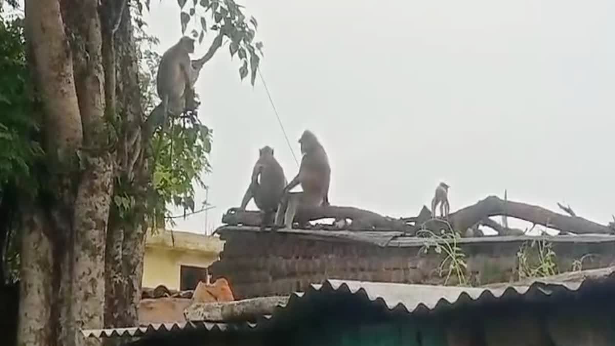 Burhanpur Monkeys terror