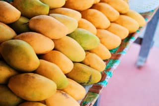 National Mango Day 2024 News