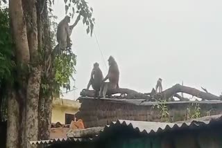 Burhanpur Monkeys terror