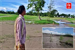 Flood destroyed extensive paddy field of Jonai