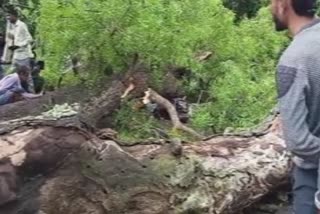 Two people died when a tree fell on a moving bike