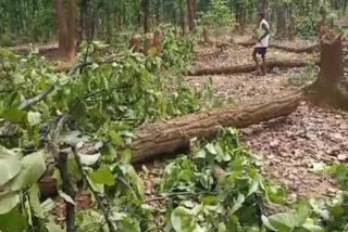 WOOD SMUGGLERS IN BALRAMPUR