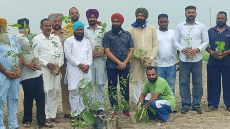 sapling planting campaign