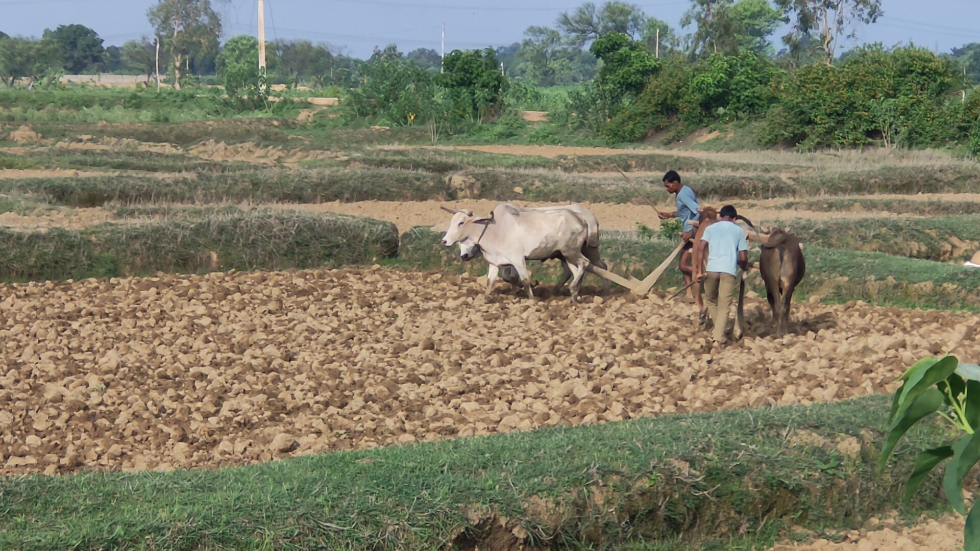 no rain in Gaurela Pendra Marwahi