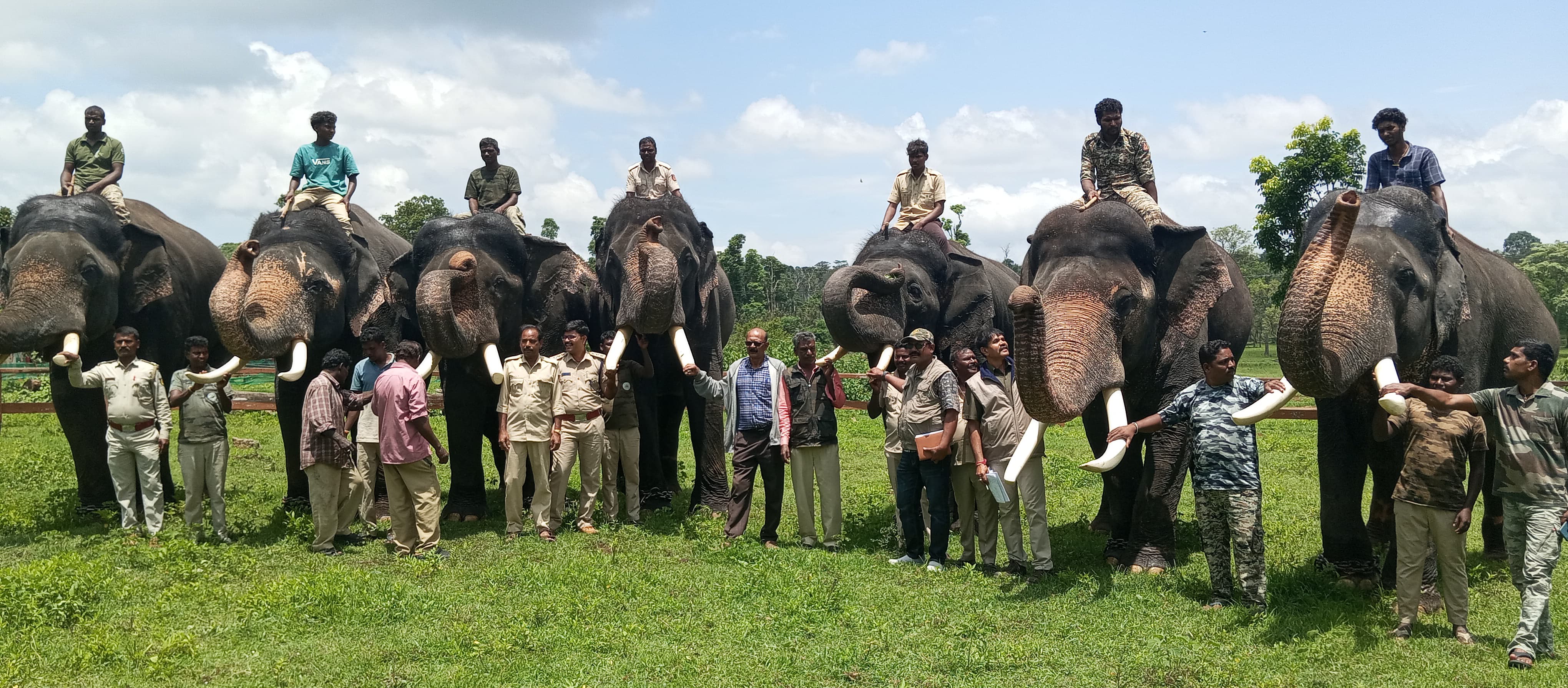 Elephants