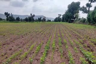 Rain break creates double sowing crisis