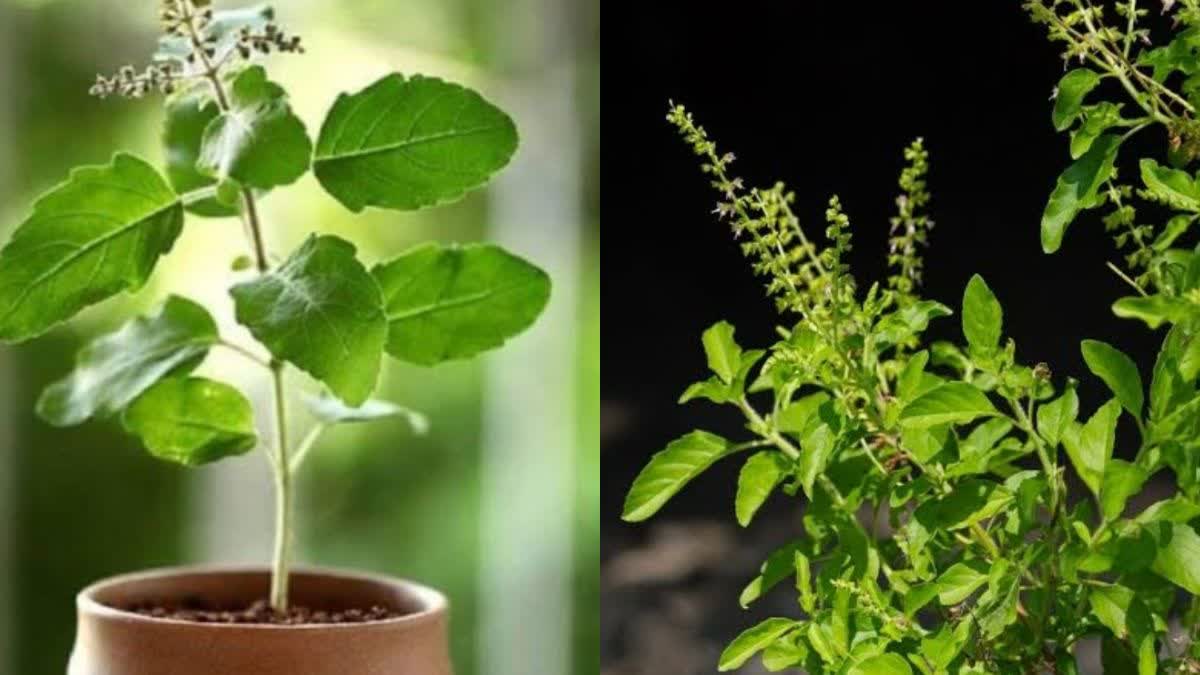 Tulsi Vastu Tips