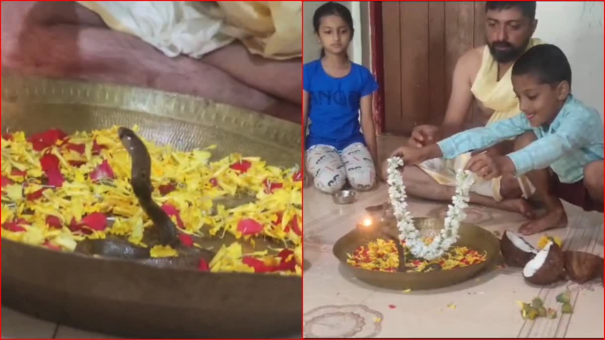 puja-to-a-real-cobra