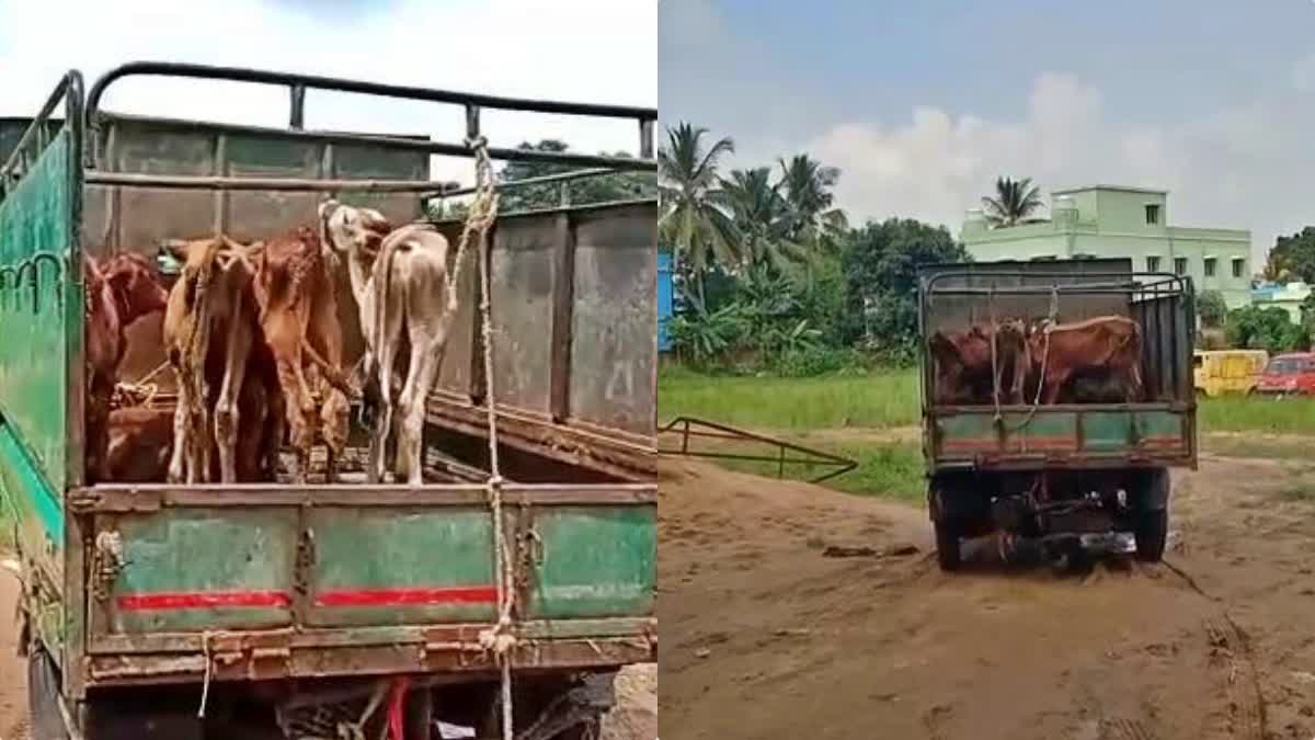 illegal cow smuggling