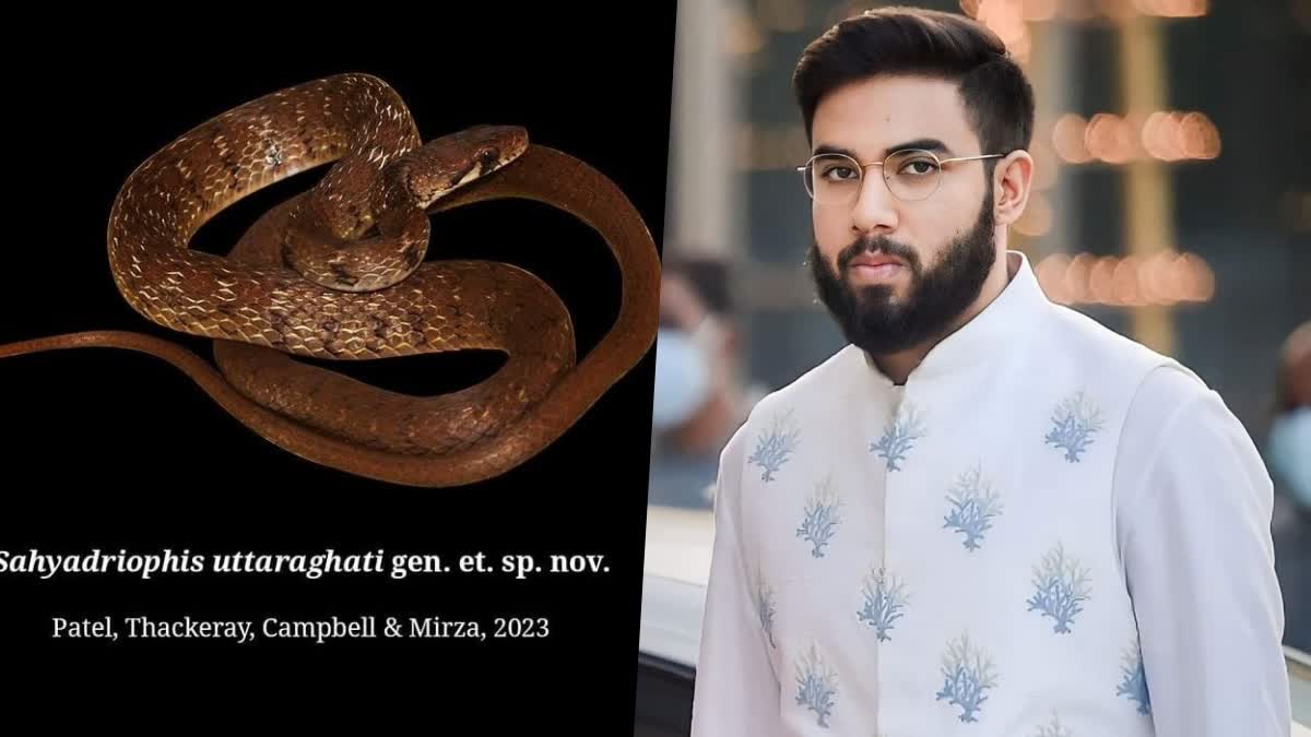 Sahyadriophis snake