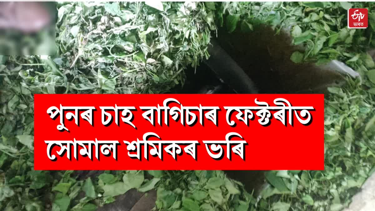 Tea labor accident in jorhat