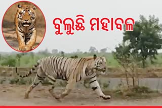 ଓଡ଼ିଶା-ଆନ୍ଧ୍ର ସୀମାନ୍ତରେ ବୁଲୁଛି ମହାବଳ ବାଘ