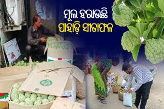 sugar apple market scarcity in rayagada