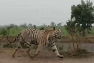 Royal Bengal Tiger spotted in Odisha-Andhra border, video goes viral