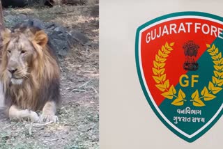 Lion Gujarat forest department collage