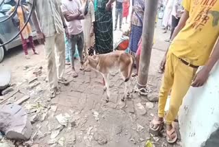 slaughter of cattle in kanpur