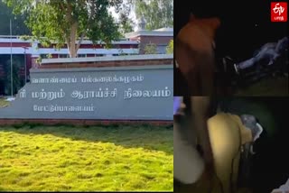 பொம்மை யானையுடன் சண்டையிடும் பாகுபலி யானை