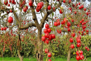 A bumper apple crop is expected this year in Kashmir Valley leading to calls from fruit growers for setting up more controlled atmosphere stores to ensure the availability of the fruit in the markets for a longer period.